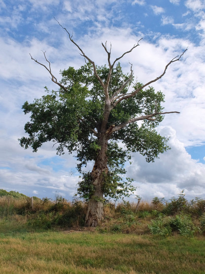 A large tree with bare branches inside a field fence.